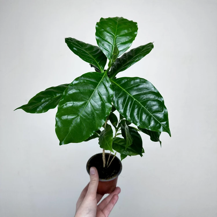 Coffea Arabica Nana Kawa karłowata arabska P9 #2