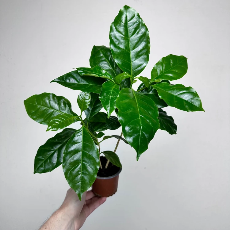 Coffea Arabica Nana Kawa karłowata arabska P9 #3