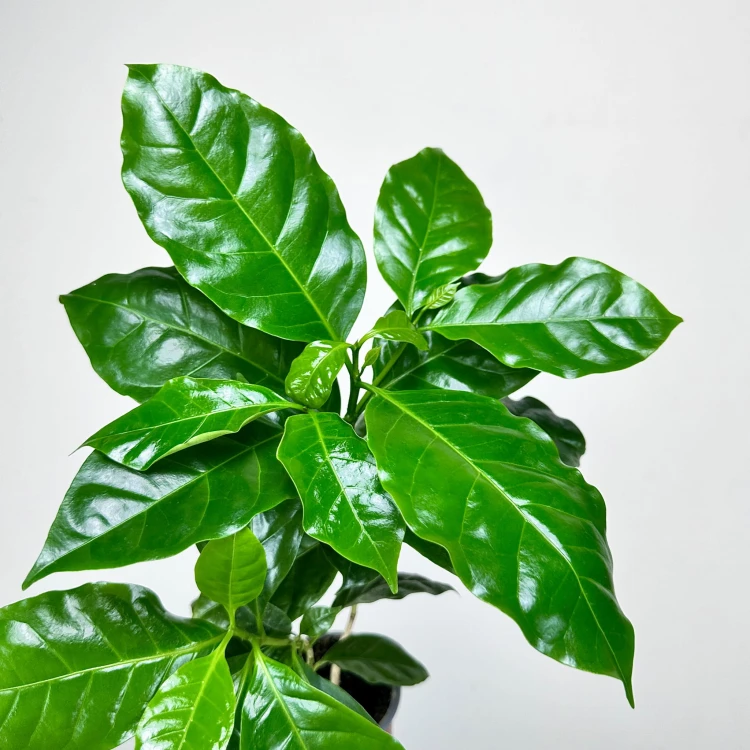 Coffea Arabica Nana Kawa karłowata arabska P9 #4