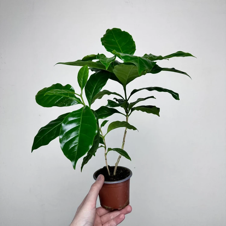 Coffea Arabica Nana Kawa karłowata arabska P9 #5