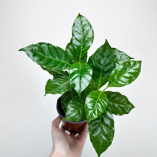 Coffea Arabica Nana Kawa karłowata arabska P12 #1