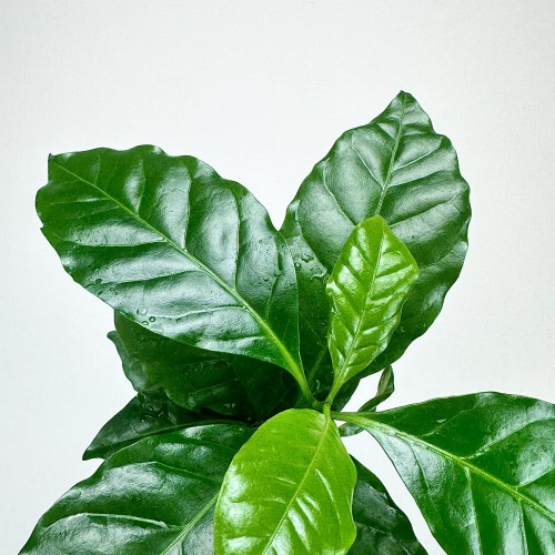 Coffea Arabica Nana Kawa karłowata arabska P12 #2