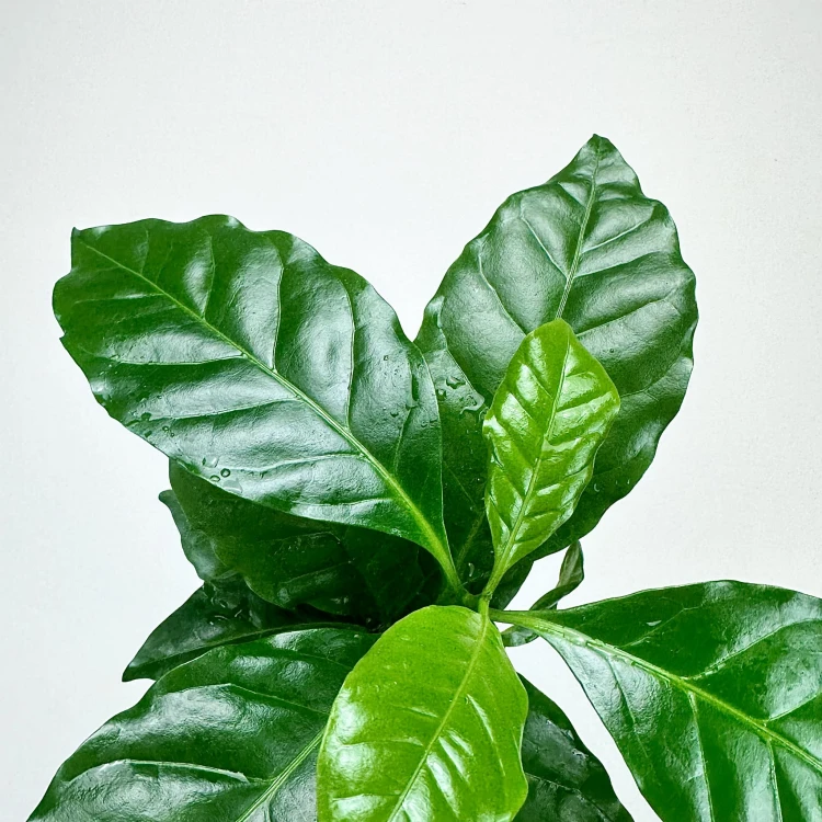 Coffea Arabica Nana Kawa karłowata arabska P12 #2