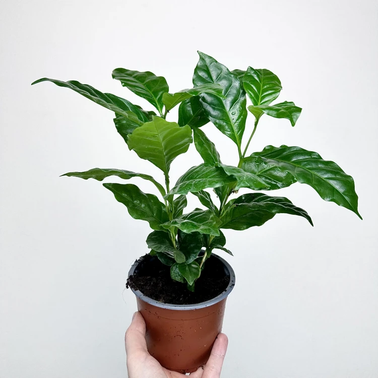Coffea Arabica Nana Kawa karłowata arabska P12 #3