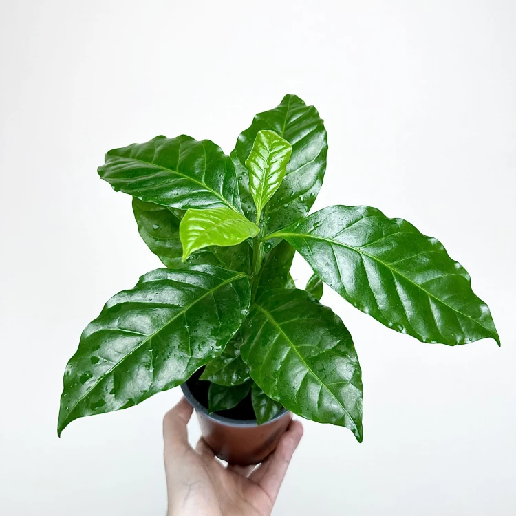 Coffea Arabica Nana Kawa karłowata arabska P12 #4