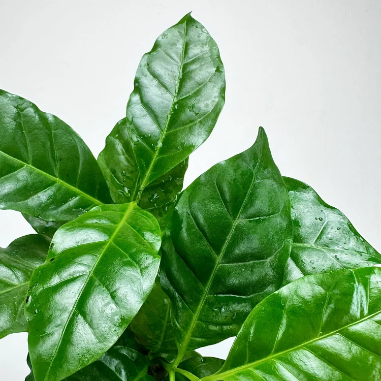 Coffea Arabica Nana Kawa karłowata arabska P12 #5