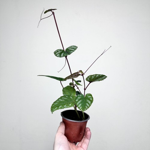 Cissus discolor P9 #2