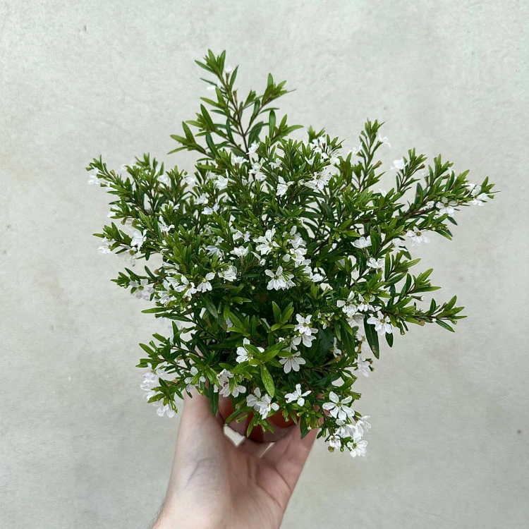 Kufea hyzopolistna Biała cuphea #1