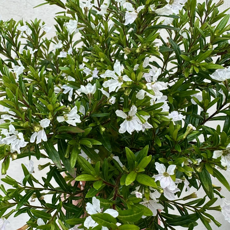 Kufea hyzopolistna Biała cuphea #3