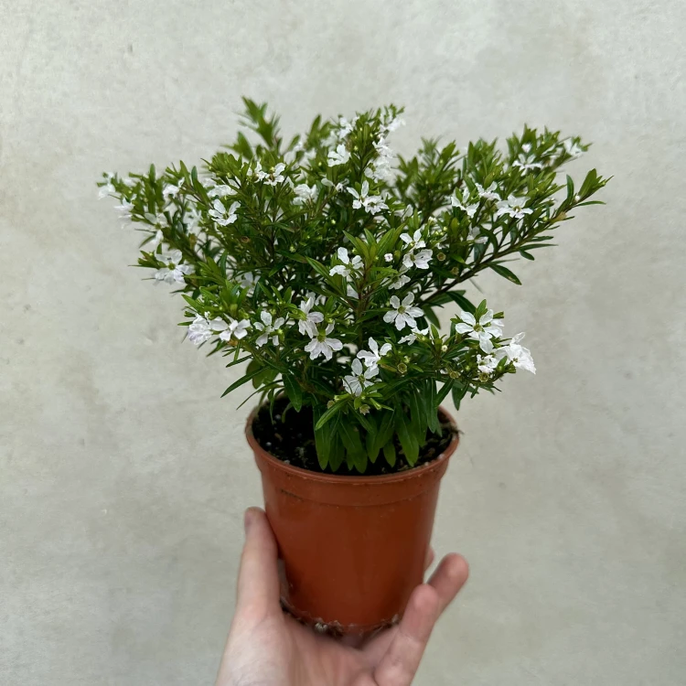 Kufea hyzopolistna Biała cuphea #4
