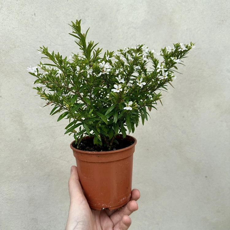 Kufea hyzopolistna Biała cuphea #5