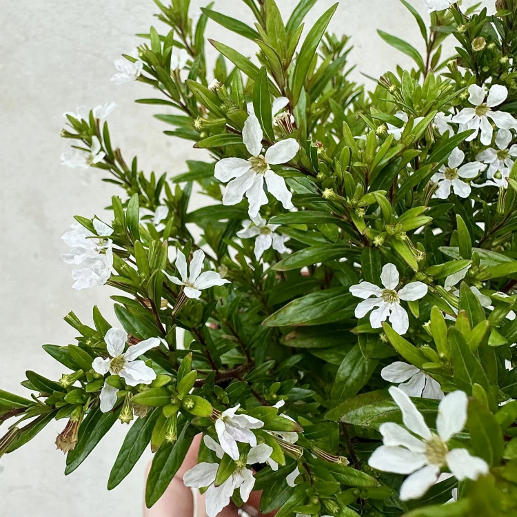 Kufea hyzopolistna Biała cuphea #6