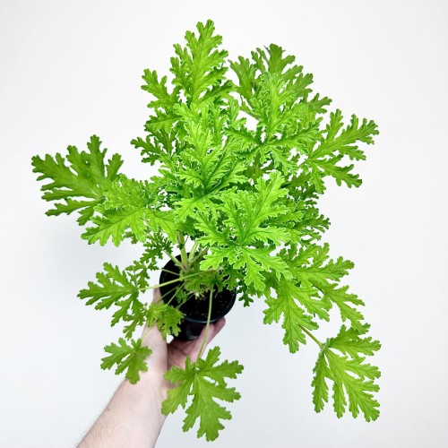 Geranium Anginka Pelargonium graveolens pelargonia pachnąca #1