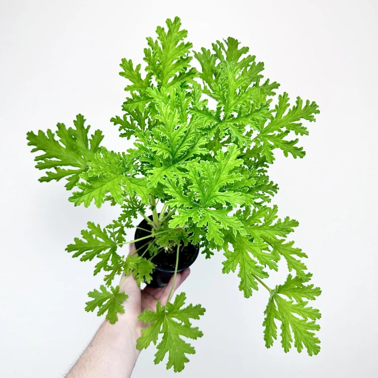 Geranium Anginka Pelargonium graveolens pelargonia pachnąca #1