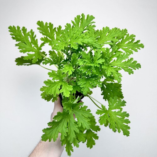 Geranium Anginka Pelargonium graveolens pelargonia pachnąca #2