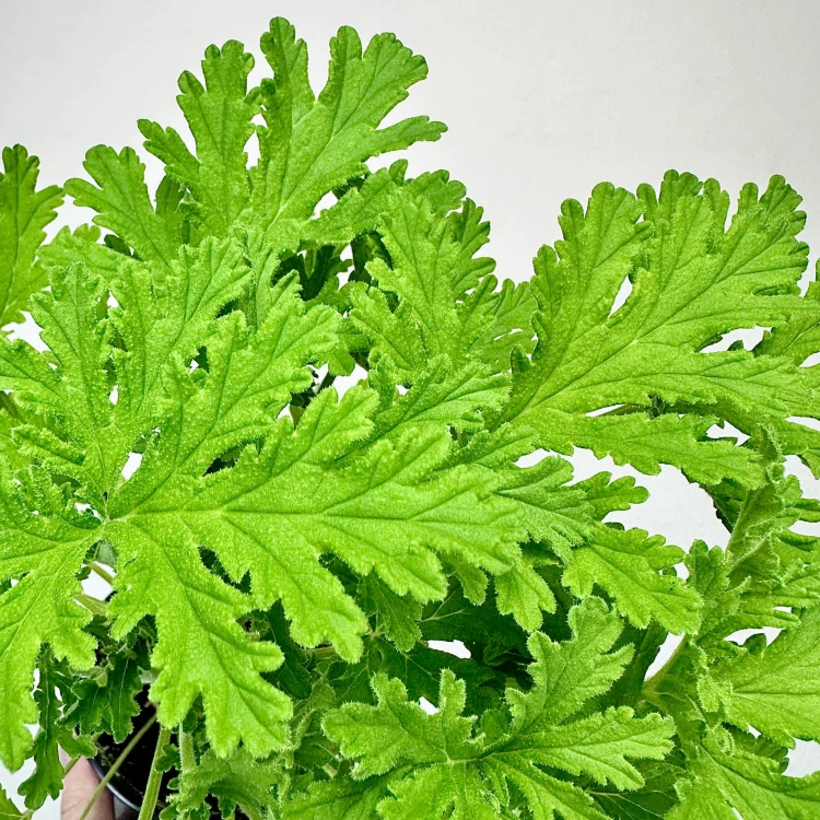 Geranium Anginka Pelargonium graveolens pelargonia pachnąca #3