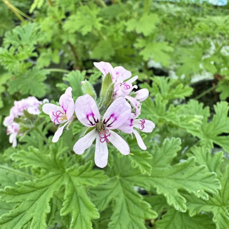 Geranium Anginka Pelargonium graveolens pelargonia pachnąca #6