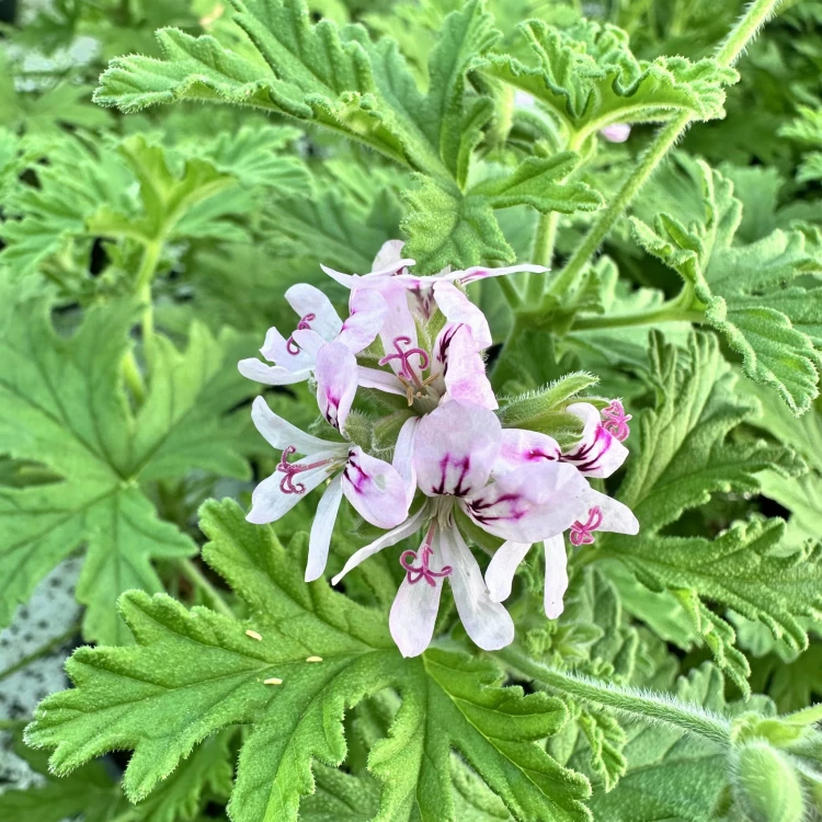 Geranium Anginka Pelargonium graveolens pelargonia pachnąca #7