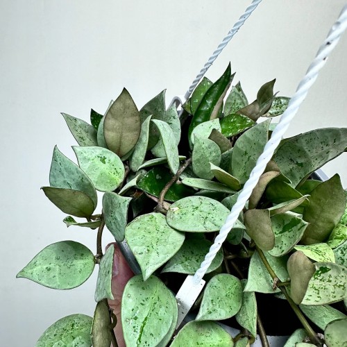 Hoya krohniana Eskimo Hoja P15 wisząca #2