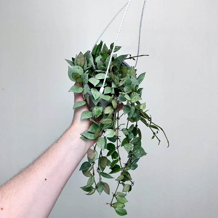 Hoya krohniana Eskimo Hoja P15 wisząca #3