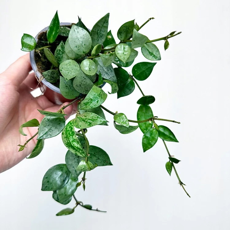 Hoya krohniana Eskimo Hoja P9 #1