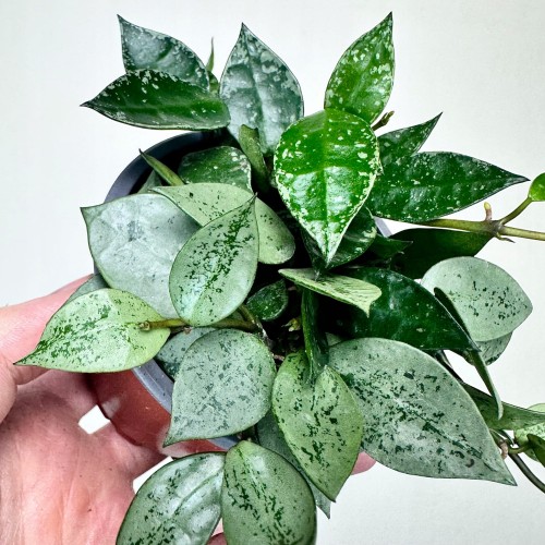 Hoya krohniana Eskimo Hoja P9 #2