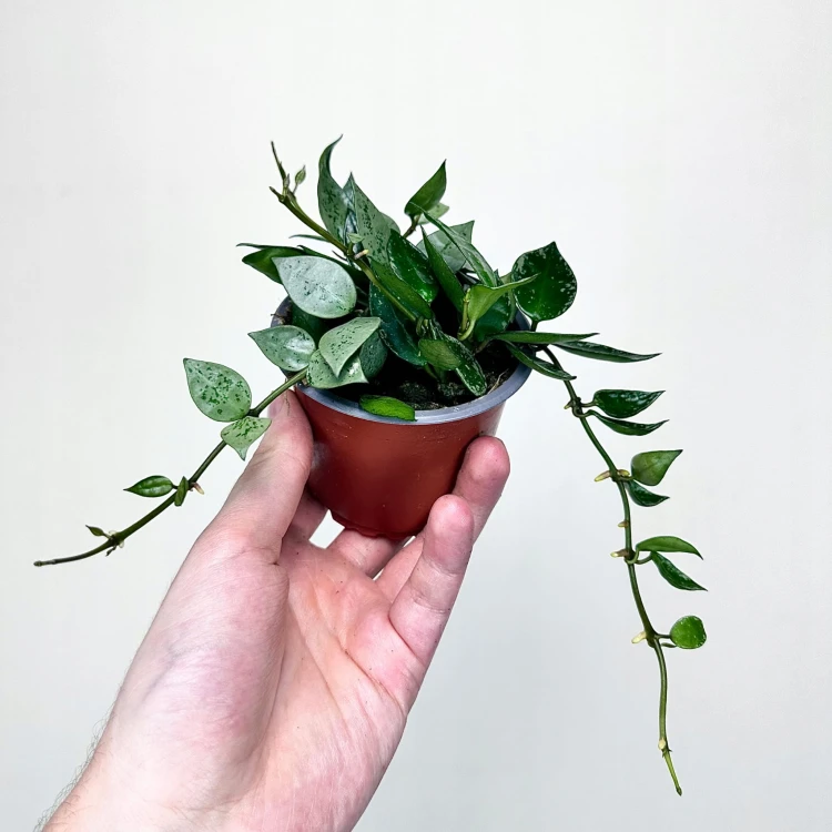 Hoya krohniana Eskimo Hoja P9 #3