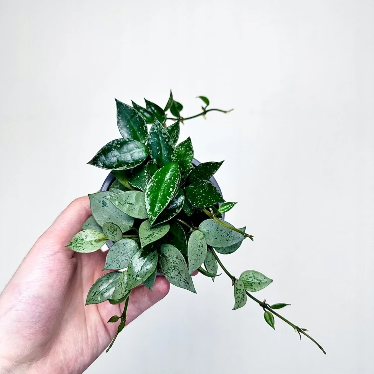 Hoya krohniana Eskimo Hoja P9 #4