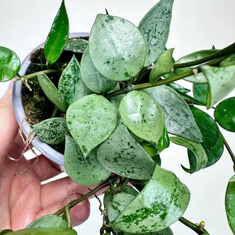 Hoya krohniana Eskimo Hoja P9 #5