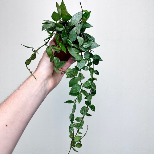 Hoya krohniana Eskimo Hoja P12 #1