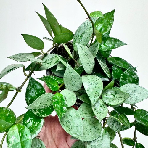 Hoya krohniana Eskimo Hoja P12 #2