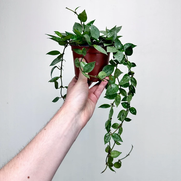 Hoya krohniana Eskimo Hoja P12 #3