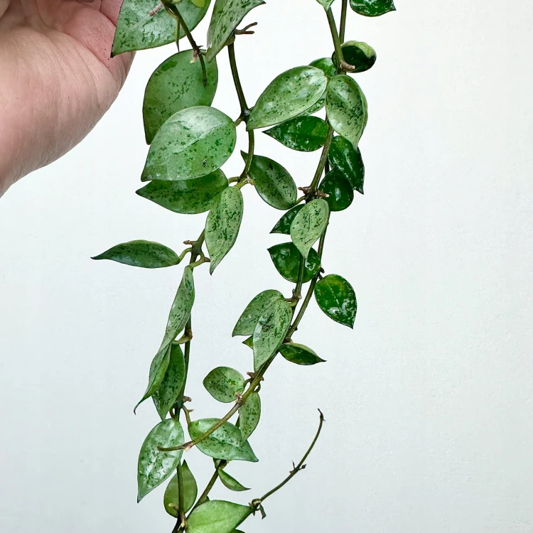 Hoya krohniana Eskimo Hoja P12 #4