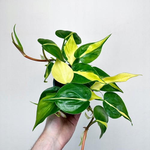 Philodendron Scandens Brasil Filodendron P12 #1
