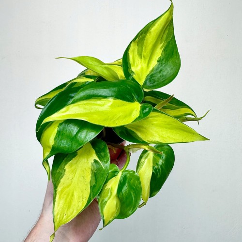 Philodendron Scandens Brasil Filodendron P12 #2