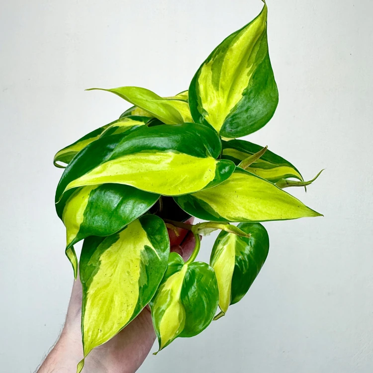 Philodendron Scandens Brasil Filodendron P12 #2