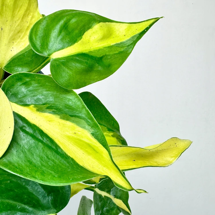 Philodendron Scandens Brasil Filodendron P12 #3
