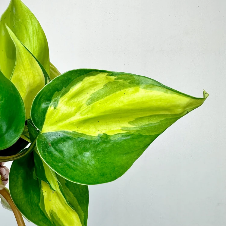 Philodendron Scandens Brasil Filodendron P12 #4