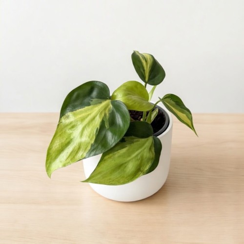 Philodendron Scandens Brasil Filodendron P9 #1