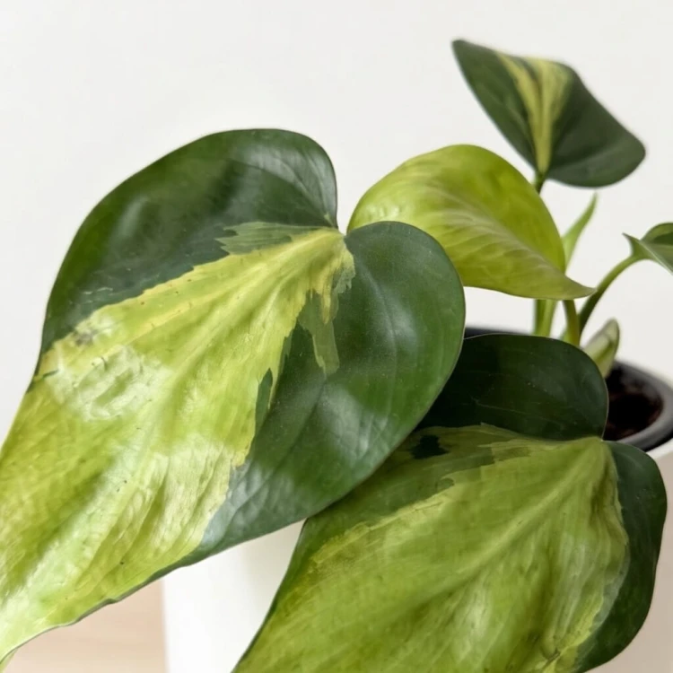 Philodendron Scandens Brasil Filodendron P9 #3