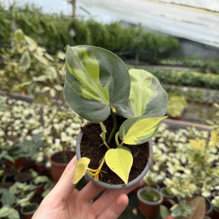 Philodendron Scandens Brasil Filodendron P9 #6