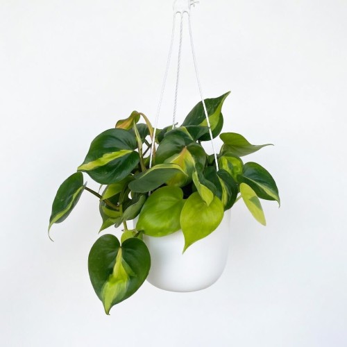 Philodendron Scandens Brasil Filodendron P15 wisząca #1