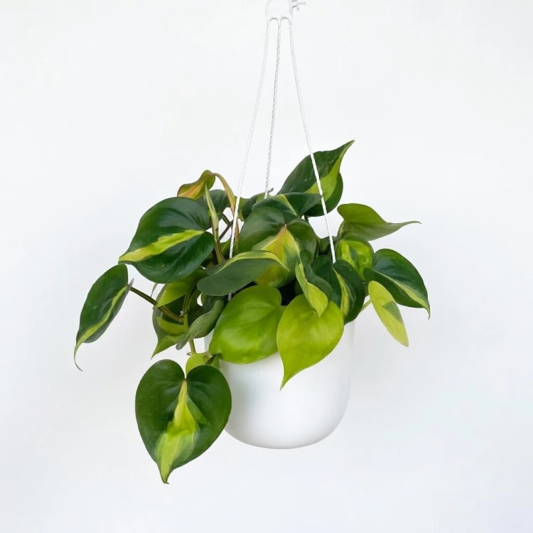 Philodendron Scandens Brasil Filodendron P15 wisząca #1