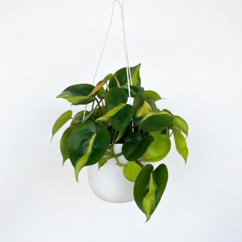 Philodendron Scandens Brasil Filodendron P15 wisząca #2