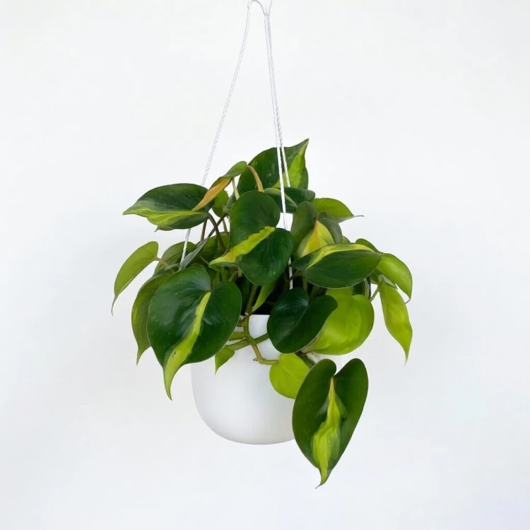 Philodendron Scandens Brasil Filodendron P15 wisząca #2