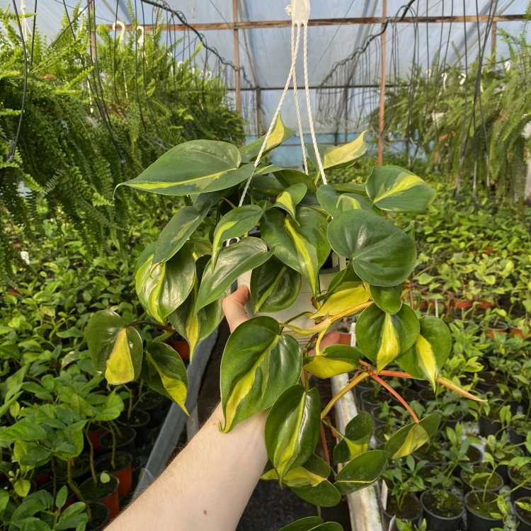 Philodendron Scandens Brasil Filodendron P15 wisząca #5