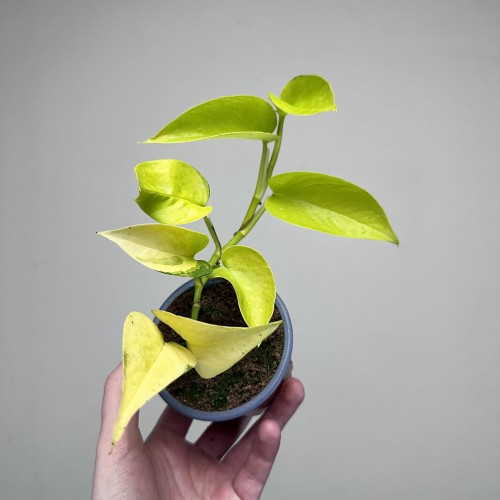 Epipremnum Golden Pothos Neon P9 #1