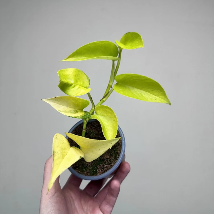 Epipremnum Golden Pothos Neon P9 #1