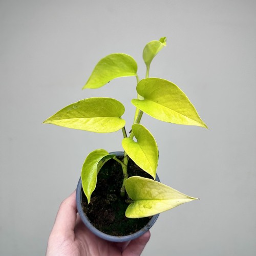 Epipremnum Golden Pothos Neon P9 #2