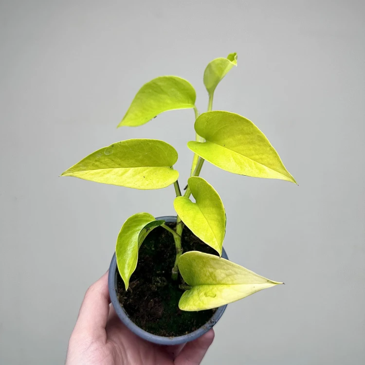 Epipremnum Golden Pothos Neon P9 #2